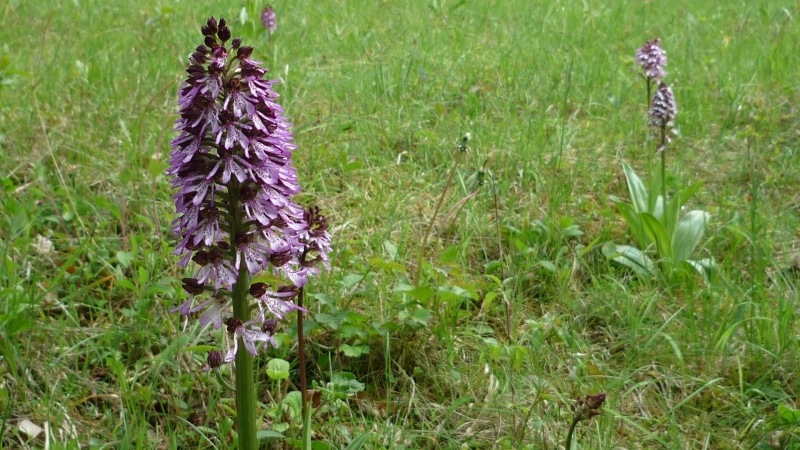 german orchid, nature, fragility, beauty in nature, flower, purple orchid, land, flower head, springtime, freshness, protected, focus on foreground, day