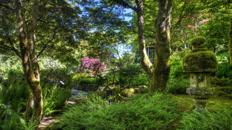 countryside, scene, trees, wood, water, greenery, park - man made space, sunlight, sun, outdoors, foliage, nature, light, leaf, growth, season, garden