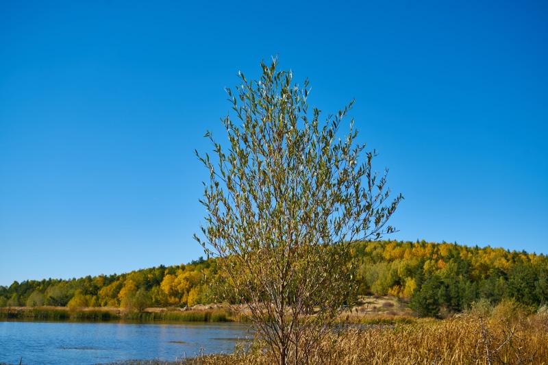 detail, spring, perspective, landscape, sky, tranquil scene, nobody, tree, trees, blue, plant, copy space, color image, background, day, tranquility, november