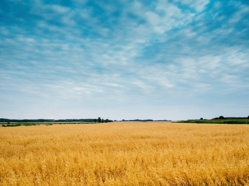 sunrise, weather, rural, outdoor, flora, farm, field, idyllic, tranquility, natural, day, rural scene, blue, grass, no people, scenics - nature, view, scene