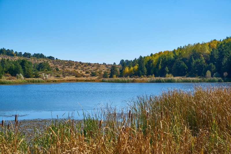 forest, green, the leaves are, tranquil scene, lake, day, pine woodland, background, outdoor, backgrounds, yellow, copy space, trees, clear sky, tree, winter