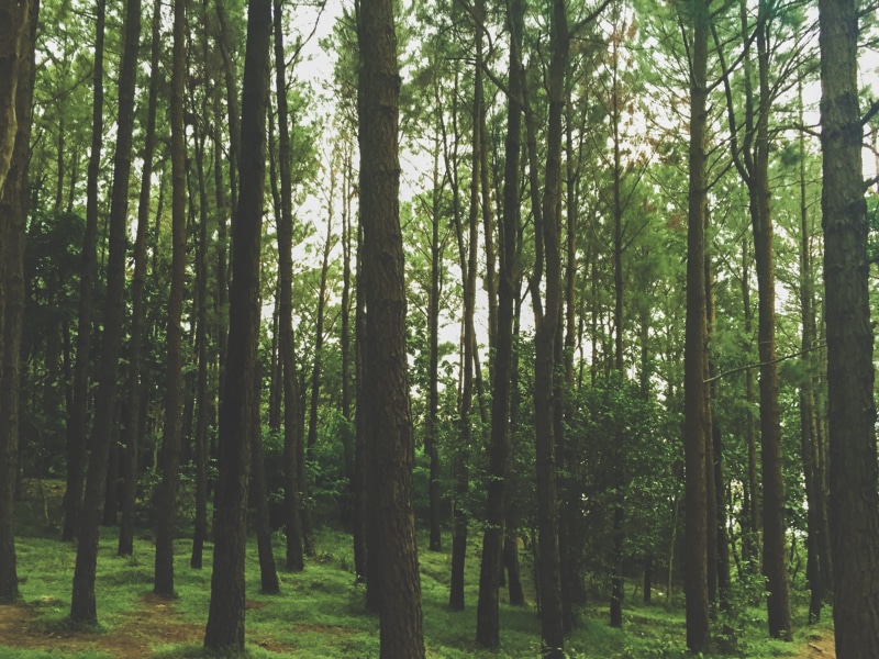 plant, evening, tree trunk, tranquility, growth, tirupati, scenics - nature, landscape, tirumala, green, forest, abundance, no people, beauty in nature