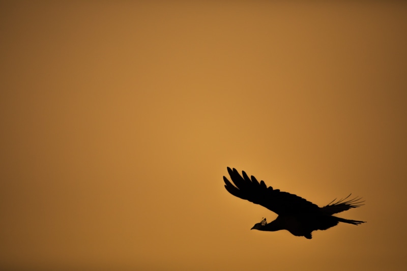 crow, no people, vulture, condor, bird of prey, spread wings, sunset, sky, freedom, mid-air, motion, ahmedabad, beauty in nature, vertebrate, flying, animal