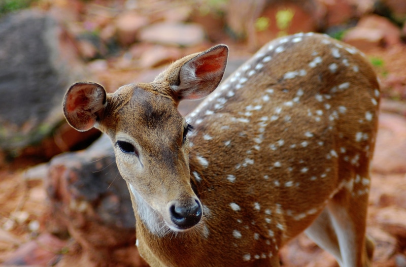 close-up, brown, land, nature, one animal, fawn, Animal, Tirupati, field, mammal, animal wildlife, portrait, Deer, herbivorous, animal themes, india, focus on foreground