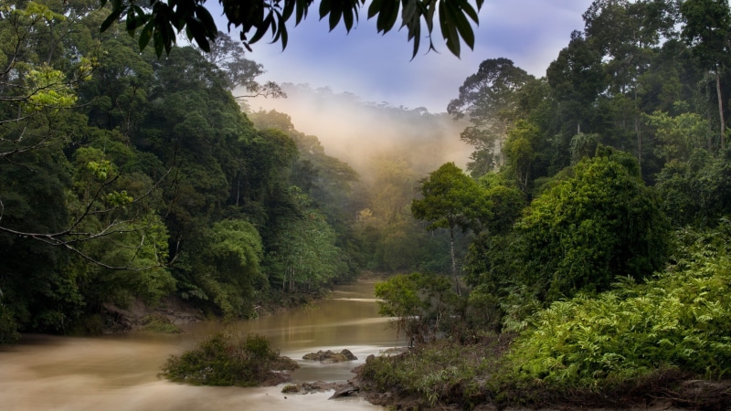 1080P, hd, jungle, fog, river, trees, nature, forest, mist