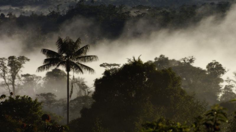 green, mist, aerial, forest, nature, 1080P, fog, hd, trees, photo, jungle