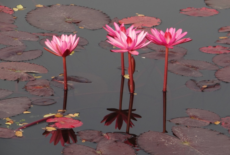 lotus water lily, floating on water, nymphaea magnifica, nilofar, pink color, fragility, plant, water, lal kamal, aquatic, flowering plant, lal shapla