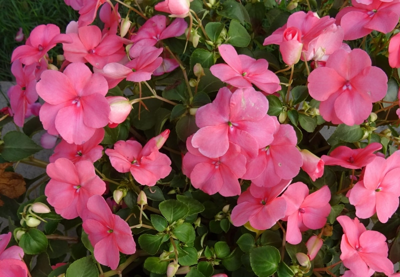 1080P, high angle view, plant part, impatiens, growth, india, plant, impatiens walleriana, freshness, petal, impatiens sultanii, vulnerability, botany