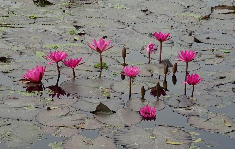 water lily, water, freshness, lal kamal, vulnerability, growth, close-up, nymphaea rosea, pink color, aquatic, flower head, kolkata, beauty in nature, leuconymphaea rubra