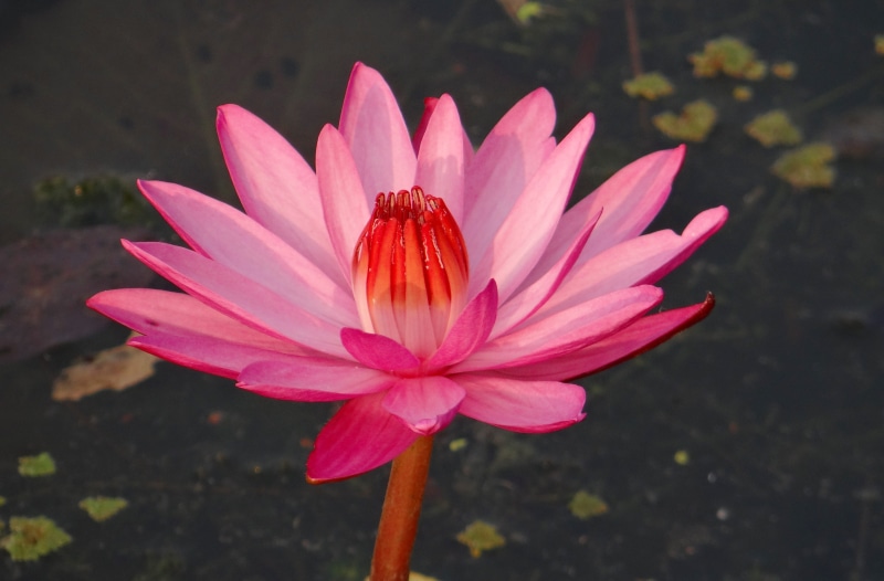 pollen, flowering plant, raktakamal, flower, nymphaeaceae, Red Water, fragility, red, close-up, Water Lily, focus on foreground, kolkata, freshness, leuconymphaea rubra