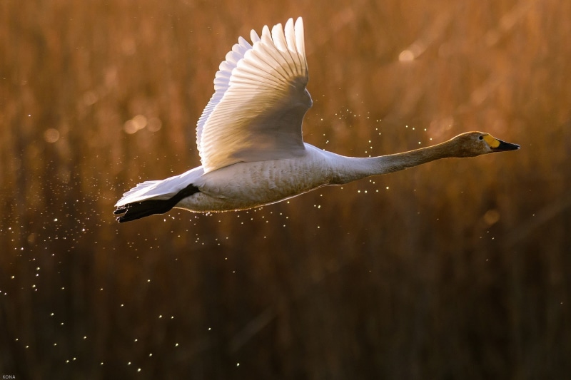 white, swan, takeoff, 1080P, spray, duck, flight, grey, Bird, goose