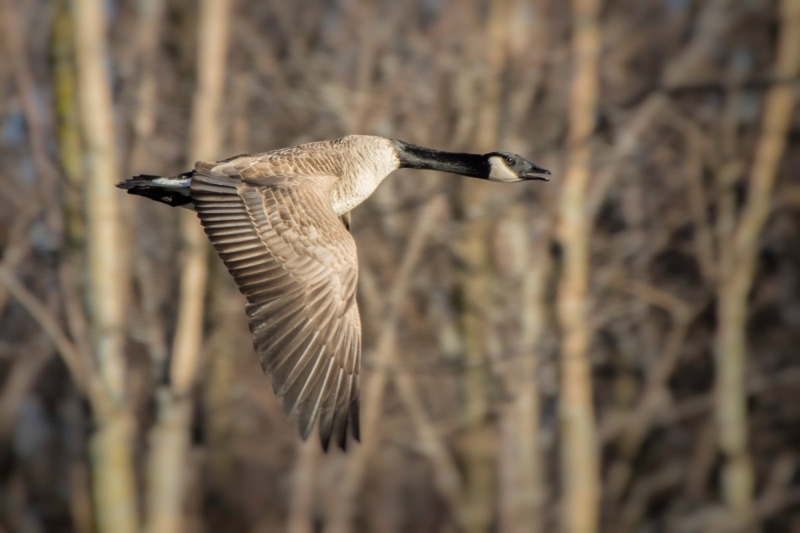 goose, canada, canada  goose, flight, flying, hullett, 1080P, fly, gray, daytime, black and gray, black, wildlife, animals In The Wild, canon, 7D, outdoors