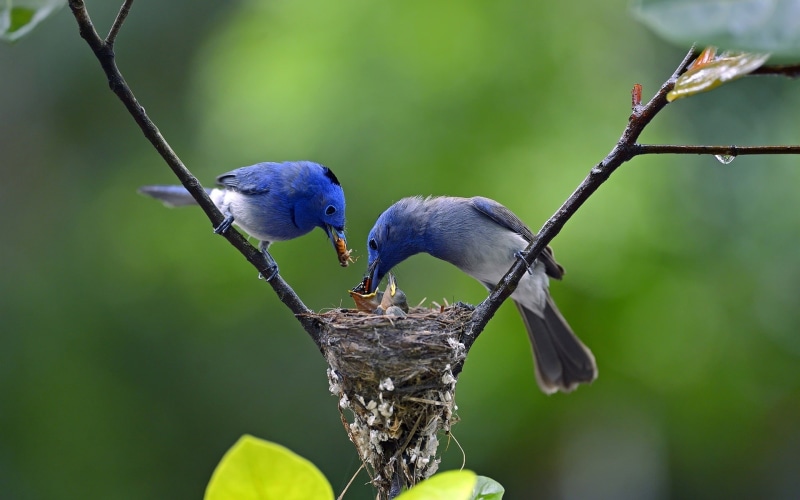 Father, 1080P, Feathers, Feeding, Mother, Blue, Little, Birds