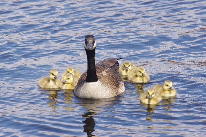 nature, Hatchling, Water  Birds, animal, canada Goose, swimming Animal, Baby, wildlife, bird, pond, Geese, Waterfront, Moira River, outdoors, 4K, Belleville