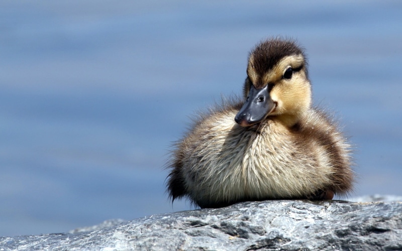 1080P, Duck, Little