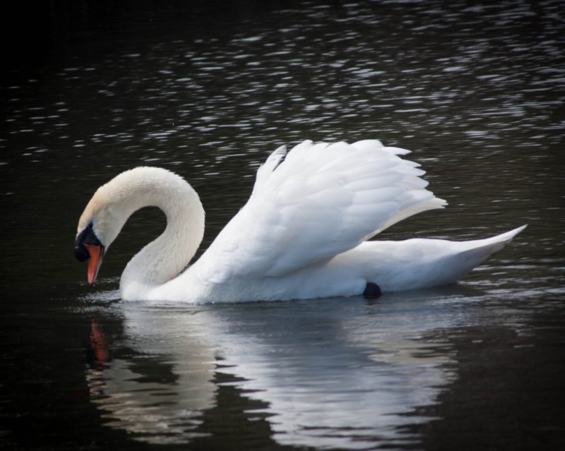 swan, animal, body of water, 2K, nature, white Goose, body, telephoto, white, goose, bird, water, lake, vignette, wildlife