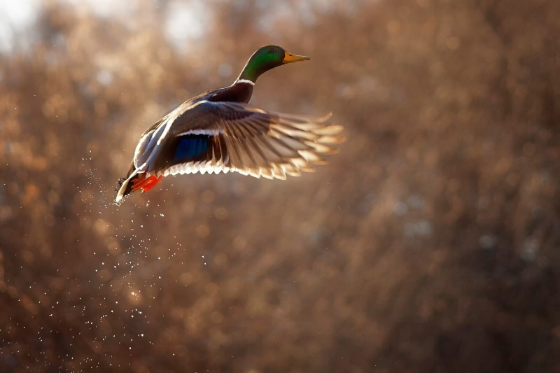 mallard, duck, wings, off, 1080P, blue, brown, bokeh, background, drops, bird