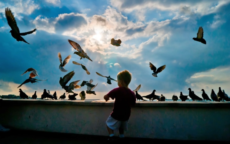Boy, Pigeons, Little, 1080P