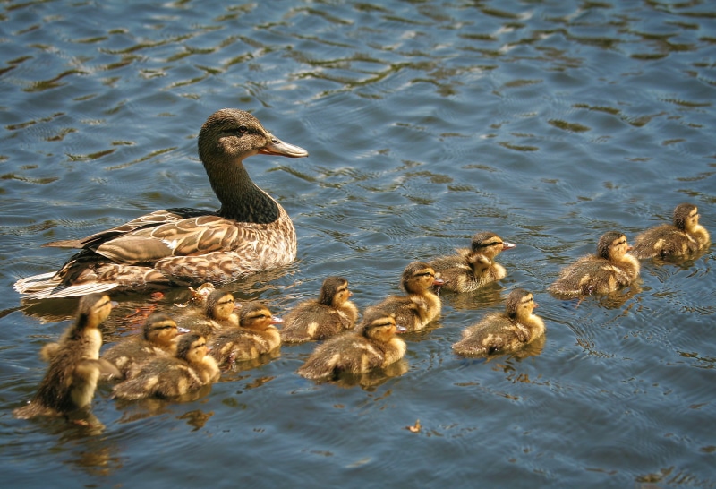 animal, bird, beak, flock, 2K, pond, Ducklings, fc, water, nature, photo, duck, lake, mallard Duck, swimming Animal, feather, wildlife