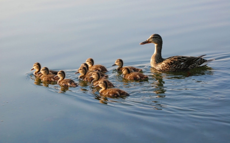 duckling, baby birds, hd, ducks, BIRDS, nature, baby, animals, family, 720P, art