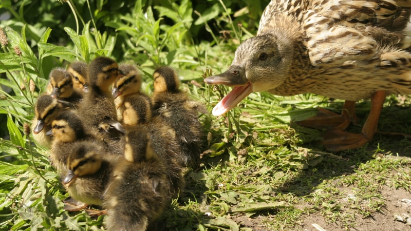 hd, duck, ducklings, 2K, bird, animals