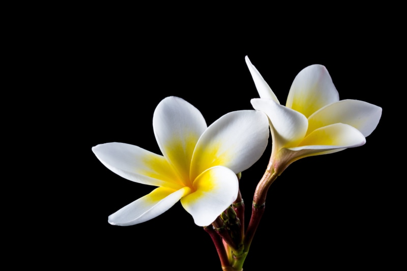 calyx lobes, flowering plant, ornamental flower, temple tree, flora, bloom, nature, white color, petals, national flower, exotic, ornamental plant, fragility
