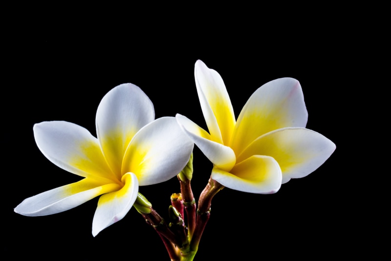 freshness, yellow, growth, white, white color, exotic, plumeria alba, flora, flowers, studio shot, temple tree, blossom, petals, apocynaceae, plumeria