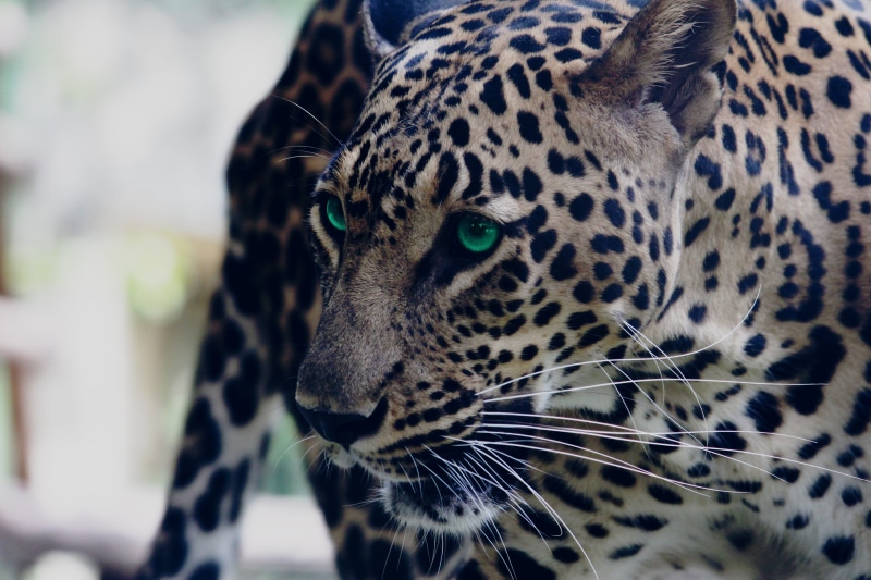 leopard, posture, big cat, one animal, looking away, animal, animal wildlife, carnivora, focus on foreground, wild, animal markings, cat, cheetah, wildlife photography
