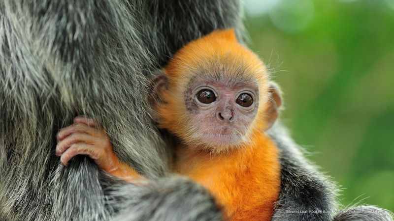 silvered, nature, leaf, monkey, Animals, selangor, malaysia, 2K, kuala, park