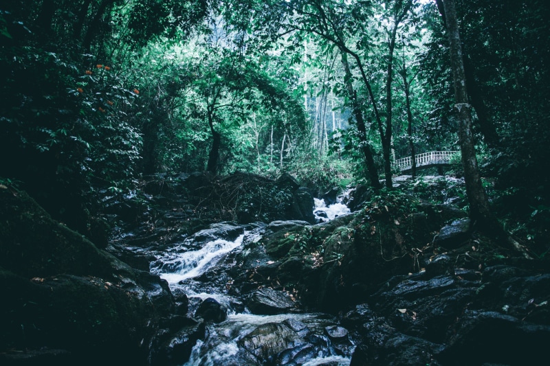 flowing water, selangor, no people, land, tree, rainforest, motion, travel, non-urban scene, plant, solid, nature, forest, tranquility, rock, water, scenics - nature