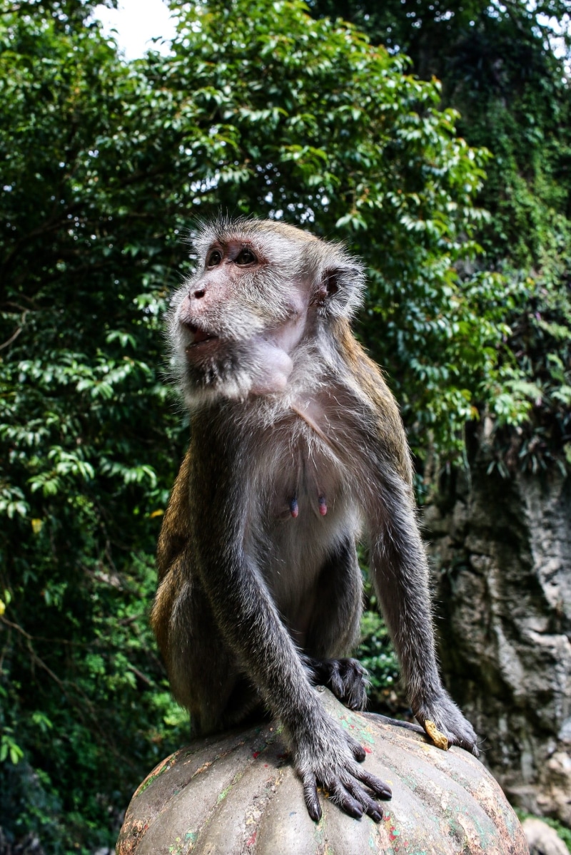 animal wildlife, cheeky, plant, rock, looking away, attention, monkey, sitting, no people, animal themes, wild, 1080P, day, animal, kong kuala, malaysia