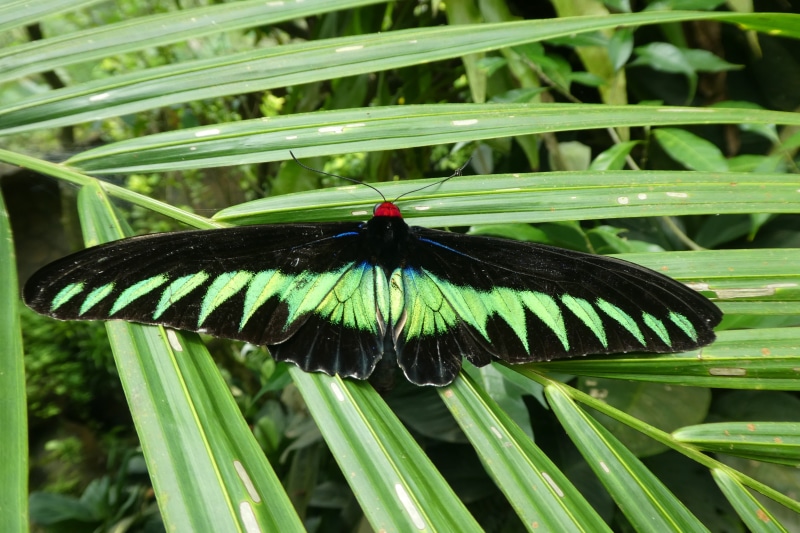 blade of grass, leaf, invertebrate, no people, insect, animal wing, animal, plant part, animal themes, animals in the wild, malaysia, focus on foreground