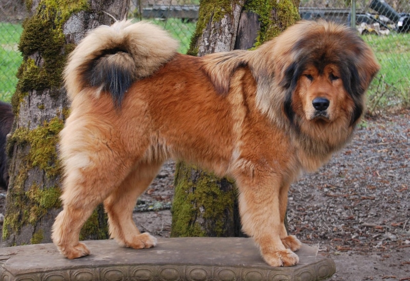 animals, dogs, tibetan mastiffs, 1080P, rare, tibetan, mastiff