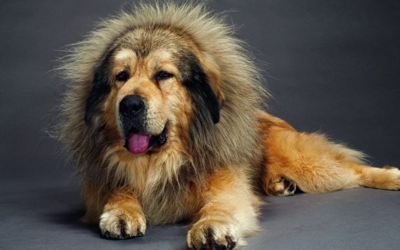 furry, one Animal, portrait, nature, young Animal, close-up, sitting, hair, no People, animal Hair, purebred Dog, adult, brown, animal, tan, domestic Animals