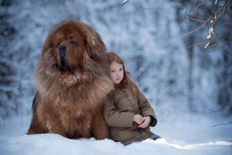 Tibetan Mastiff, winter, girl, snow, 1080P, friends, mood, dog