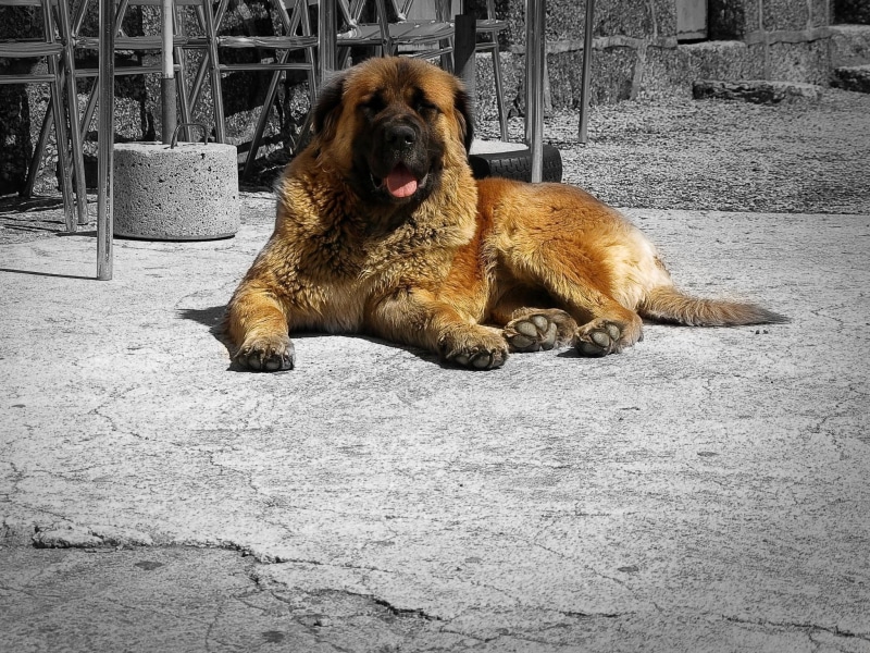 black, resting, domestic animals, animal, dog, portrait, tibetan, facial expression, no people, canine, mastiff, tan, adult, animal mouth, animal themes
