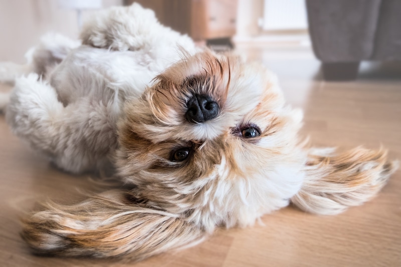 tzu, happy, house, shih tzu, young animal, funny, fur, cute, lhasa apso, domestic, no people, fun, purebred dog, adorable, canine, play, animal themes