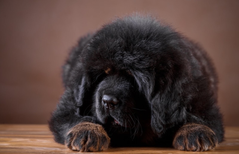 Pet, Baby Animal, Dogs, Puppy, Dog, 1080P, Tibetan Mastiff