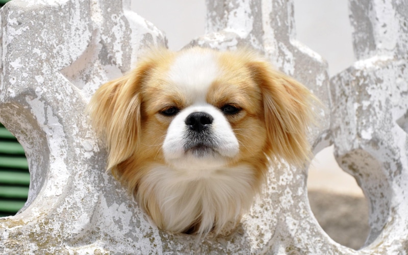 tan, 2560x1600, tibetan, animals, white, 2K, pekingese, spaniel
