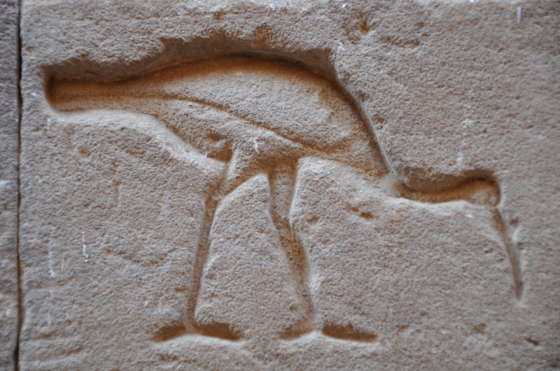 pierre, day, vertebrate, full length, ibis, animal wildlife, wall - building feature, aggression, travel, temple, land, nature, 4K, animal body part, no people
