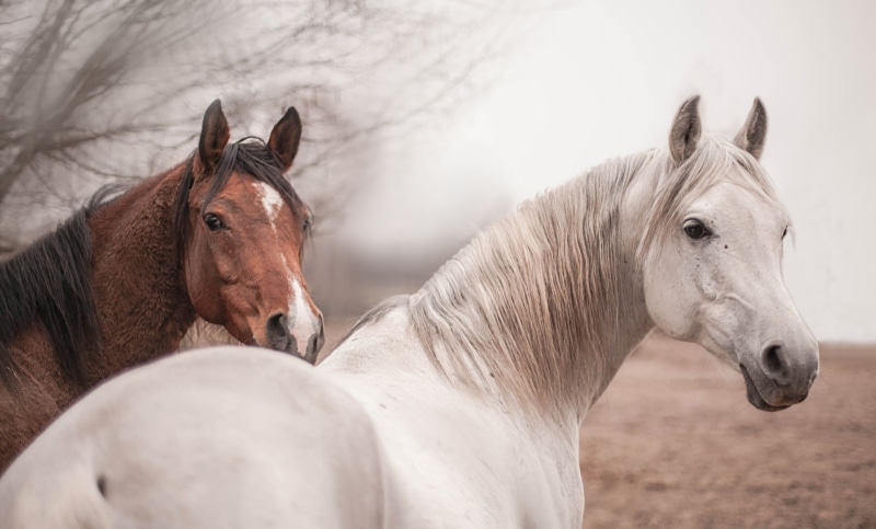 animal family, group of animals, white color, livestock, working animal, animal head, day, farm, no people, animal wildlife, animal, mane, ranch, domestic animals