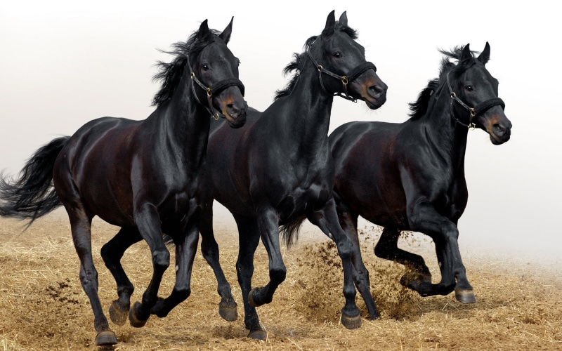 horses, black, 2K, horse, three