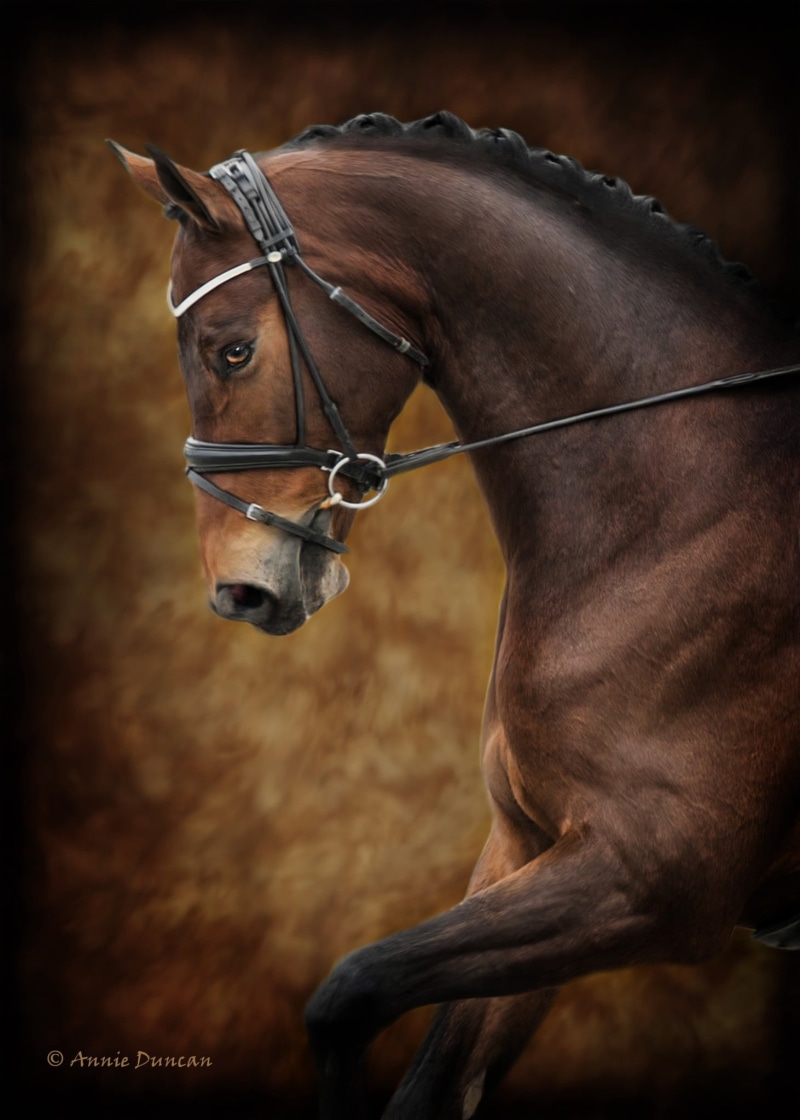 pets, animal wildlife, 1080P, bridle, sport, animal themes, animals, competition, animal, no people, domestic animals, horse, side view, brown, livestock