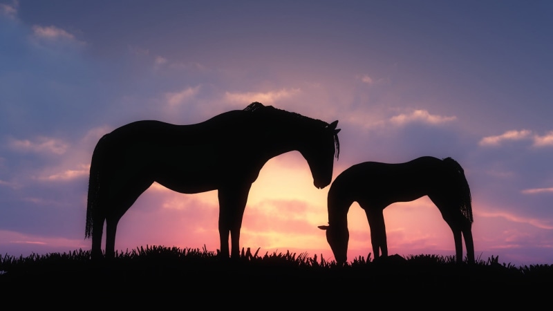 silhouette, horses, 1080P, animal, outdoors, livestock, pets, animal themes, land, domestic animals, two animals, animals, animal wildlife, nature, sky