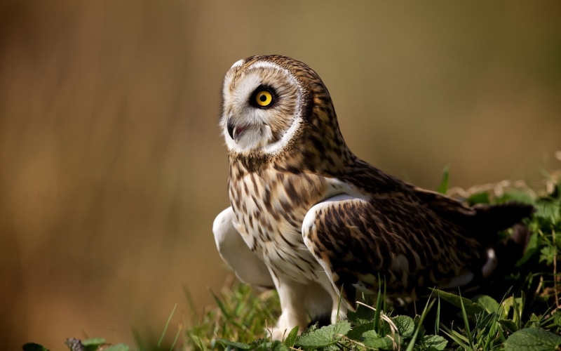 nature, animals in the wild, falcon - bird, animal, brown, no people, owl, 1080P, looking, plant, one animal, bird, looking away, perching, animal themes