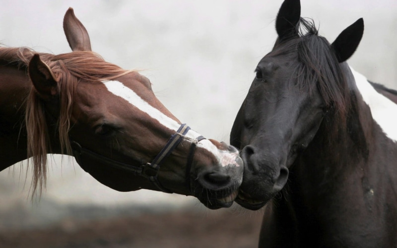 animal body part, domestic, animal wildlife, animal head, black, love, animal, no people, horses, horse, mammal, nature, pets, brown, working animal, animals