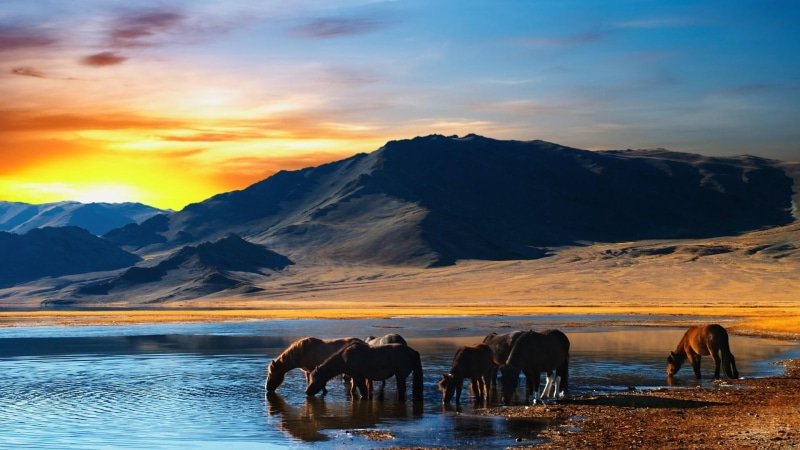 sky, sunlight, sunset, asia, wild horse, desert, lake, 1080P, water, horizon, steppe, horse, cloud, nature, evening, mountain, drink, horses, mongolia