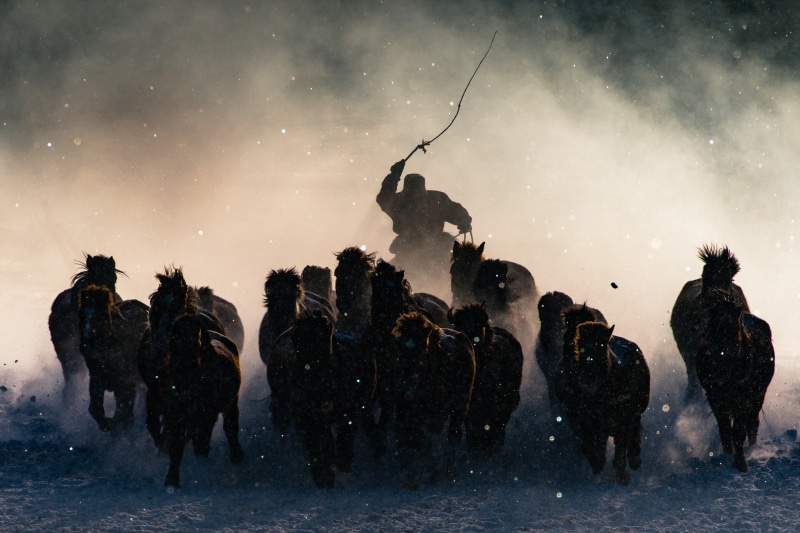 mongolia, 4K, winter, storm, snow, horse