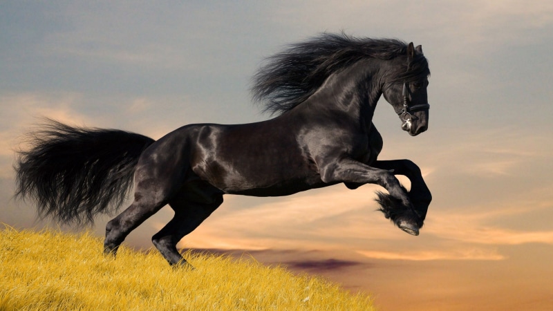 black, pets, no people, outdoors, 2K, domestic animals, horse, land, animals, herbivorous, running, black color, animal, sky, profile view, nature, motion