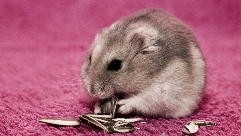 brown, pink, 1920x1080, animals, carpet, hamster, gerbil, white, 1080P
